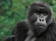 UWA TO INCREASE THE PRICE OF GORILLA TREKKING PERMITS