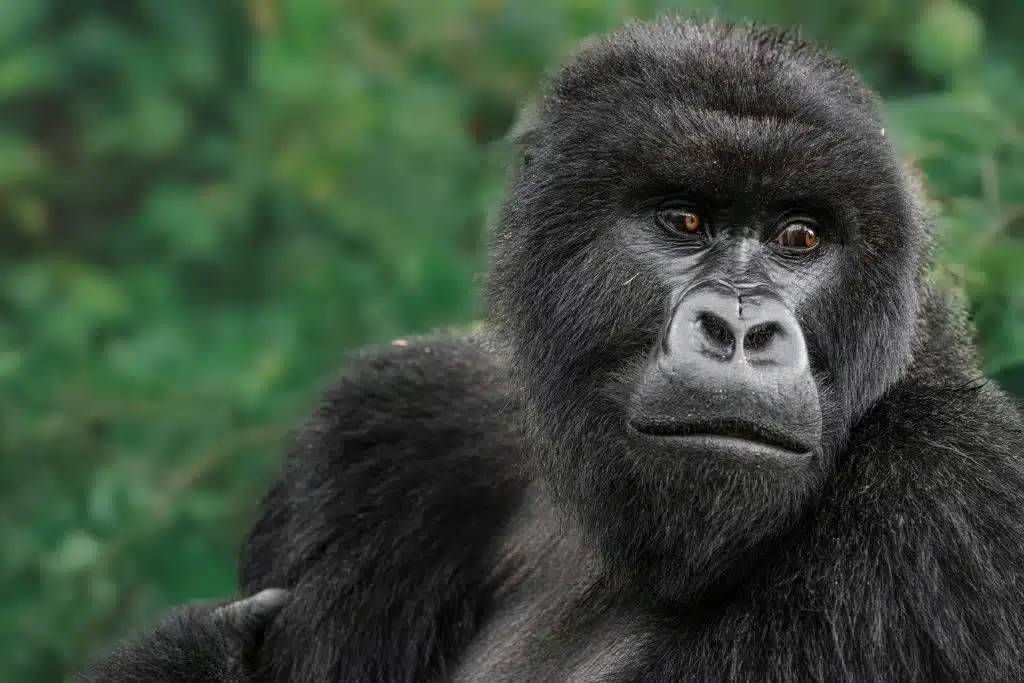UWA TO INCREASE THE PRICE OF GORILLA TREKKING PERMITS