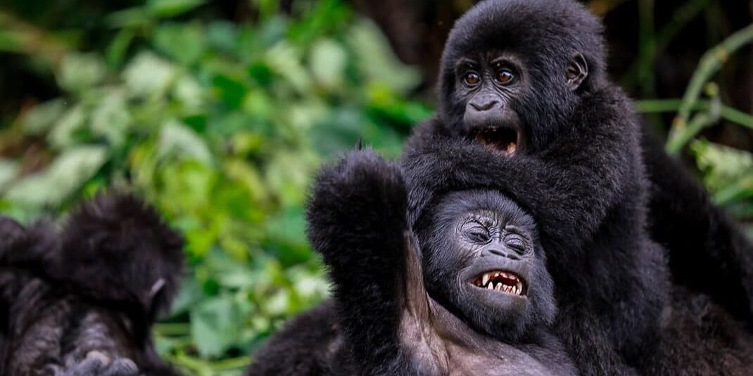 UWA TO INCREASE GORILLA TREKKING PERMITS