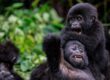 UWA TO INCREASE GORILLA TREKKING PERMITS
