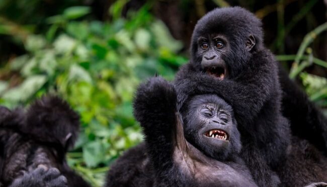 Bwindi gorilla trekking UWA TO INCREASE GORILLA TREKKING PERMITS