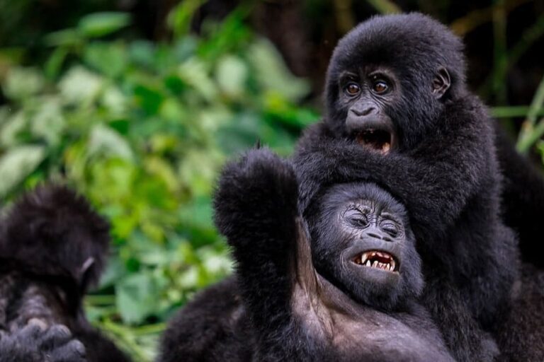 UWA TO INCREASE GORILLA TREKKING PERMITS