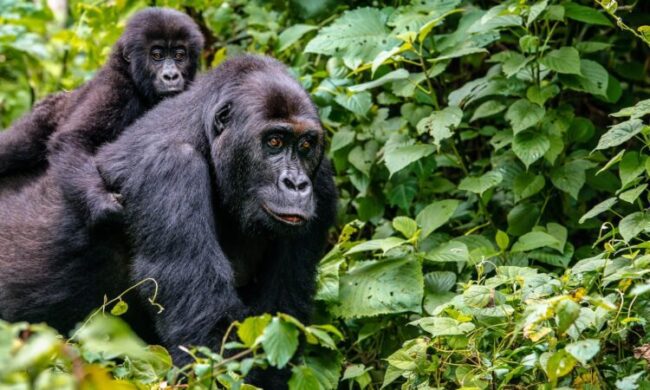 Gorilla trekking in bwindi