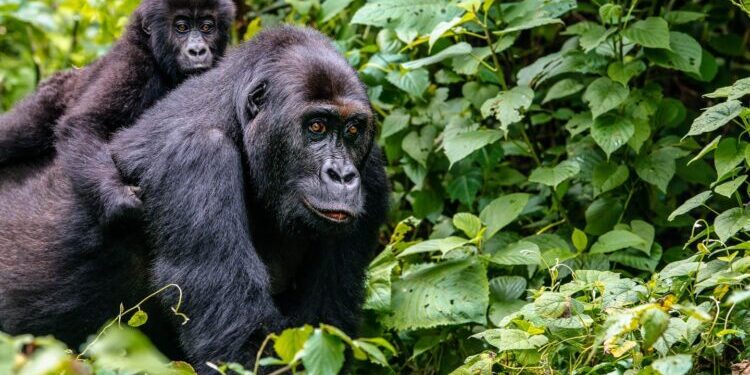 Gorilla trekking in bwindi