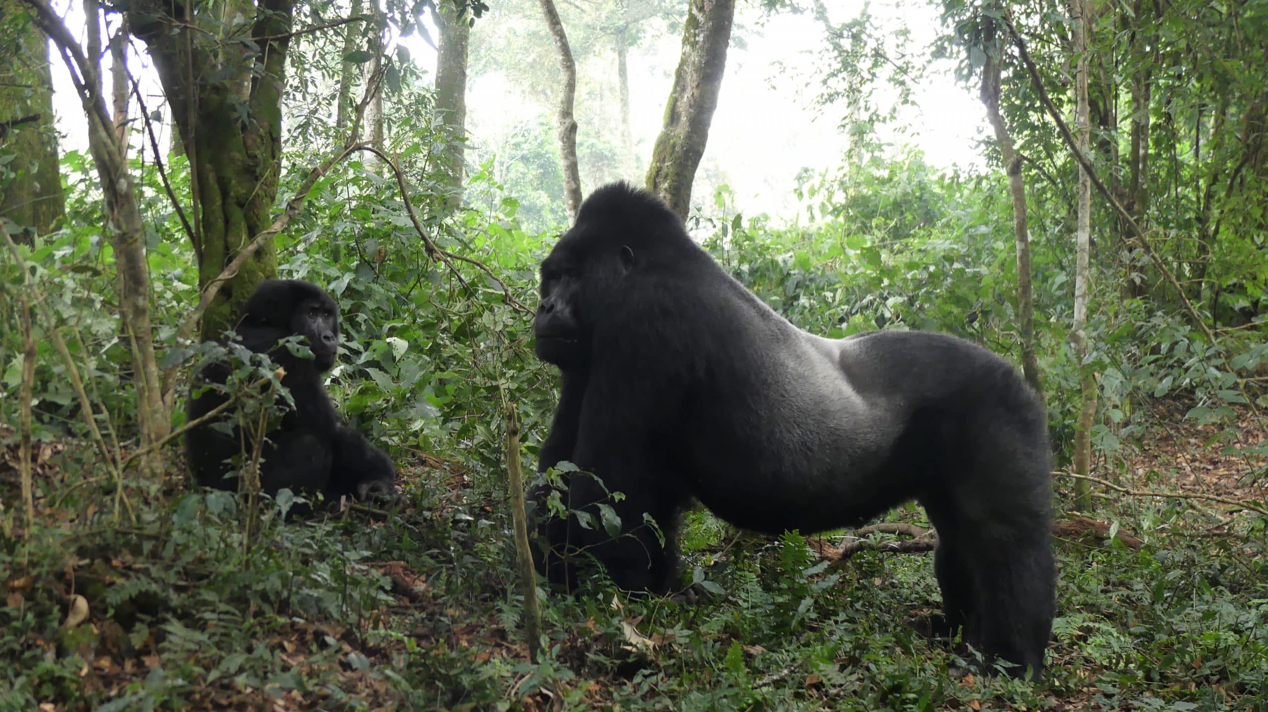 UWA TO INCREASE THE PRICE OF GORILLA TREKKING PERMITS