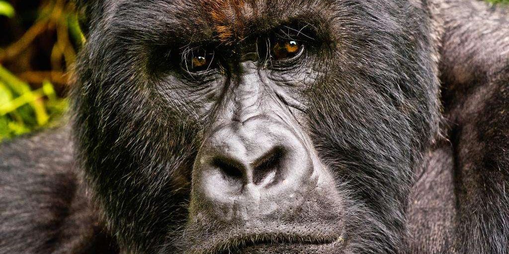 renting a car in Rwanda