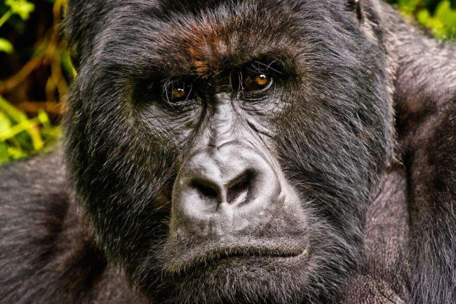 renting a car in Rwanda