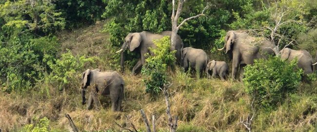 "Ugandan wildlife during World Tourism Day"