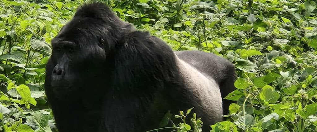 "Tourists trekking gorillas in Bwindi Impenetrable National Park, Uganda, highlighting conservation and adventure."