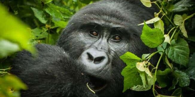 renting a car in rwanda guide