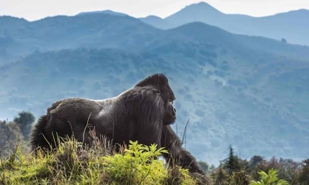 Mother mountain gorilla cuddling her baby in Volcanoes National Park, Rwanda