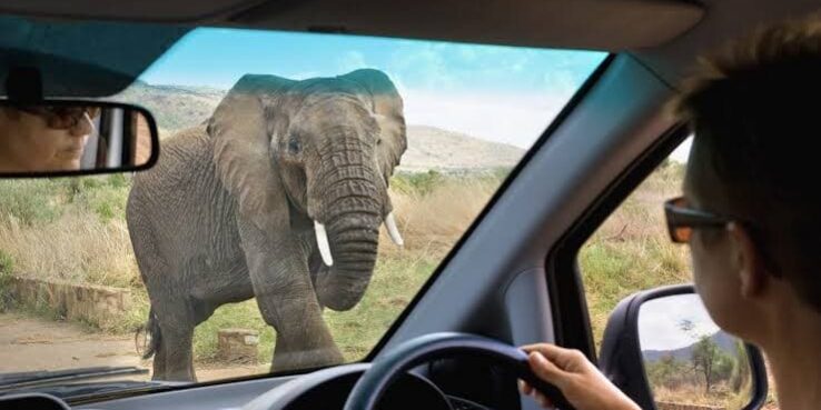 "Self-drive safari in Uganda with GoFurther4x4CarRental.com – tourist viewing a wild elephant through the windshield in a rental vehicle."
