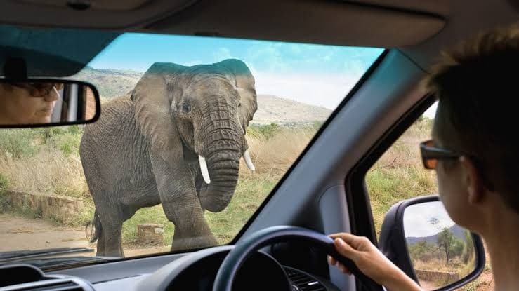 "Self-drive safari in Uganda with GoFurther4x4CarRental.com – tourist viewing a wild elephant through the windshield in a rental vehicle."