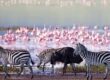 Zebras and wildebeest walking along the shores of Lake Natron with flamingos in the background, Tanzania