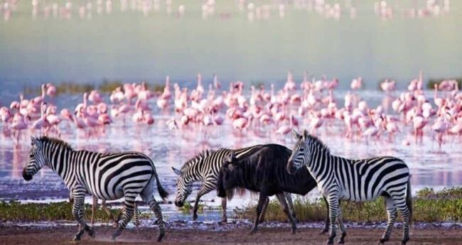 Zebras and wildebeest walking along the shores of Lake Natron with flamingos in the background, Tanzania
