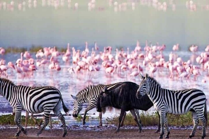 Zebras and wildebeest walking along the shores of Lake Natron with flamingos in the background, Tanzania