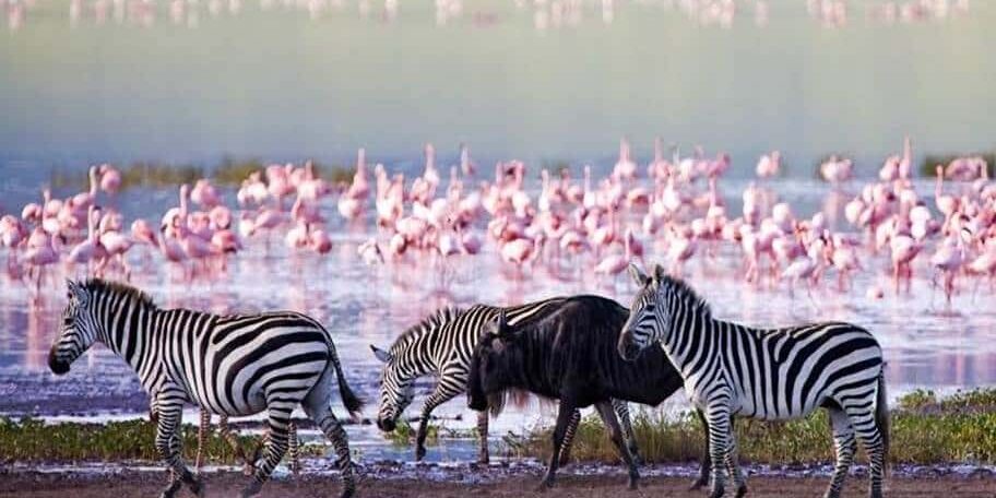 Zebras and wildebeest walking along the shores of Lake Natron with flamingos in the background, Tanzania
