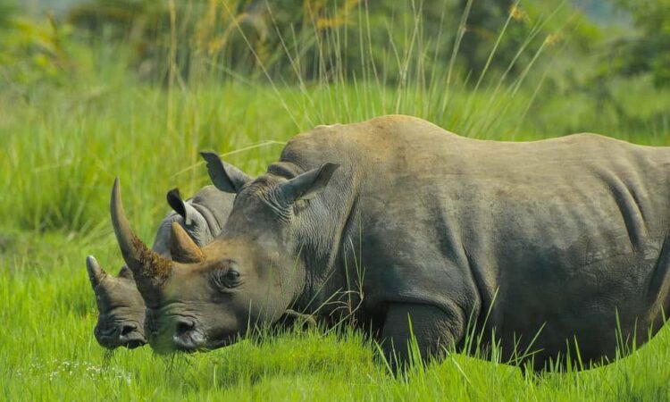 return of rhinos to Kidepo valley national park