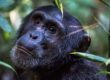 new chimpanzee trekking fees