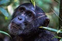 new chimpanzee trekking fees