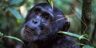 new chimpanzee trekking fees