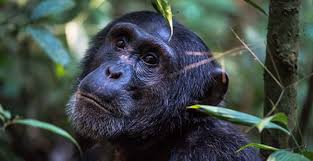 new chimpanzee trekking fees