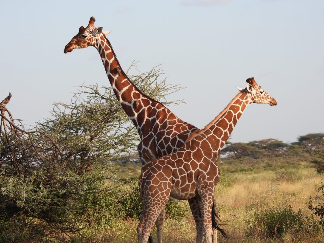Kenya visa