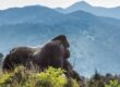 gorilla trekking in uganda