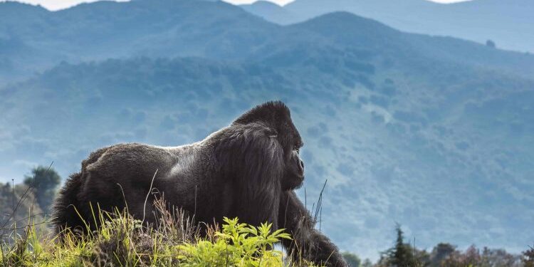 gorilla trekking in uganda