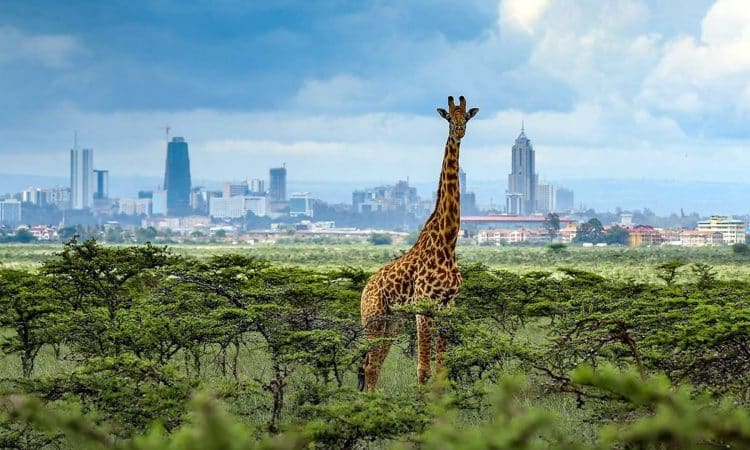 Explore Nairobi during the AFCON 2027 tournament